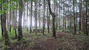 森林浴コース