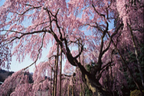 太平山ハイキングコース(栃木地域)