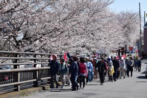 『美しすぎる桜並木』コース