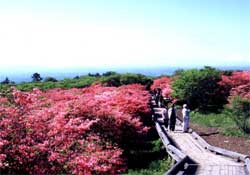 八幡つつじ群落
