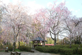 黒羽「おくのほそ道気分」芭蕉コース