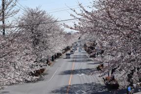 ふれあい歩道橋