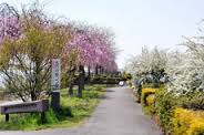 五行川桜づつみ桂公園