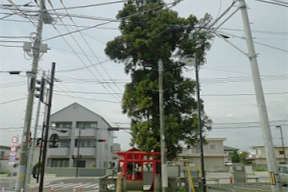 一本杉と稲荷神社