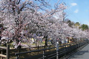 足利公園