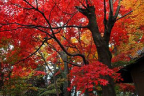 屋台のまち中央公園