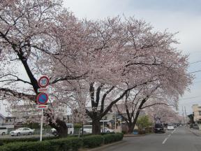 新川桜並木