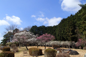 花の丘・大池