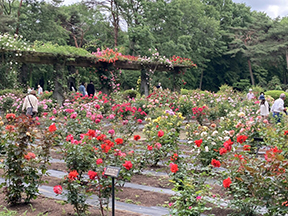 バラ園・ボタン園