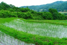 寺山の棚田