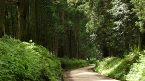 杉並木公園