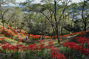 城山公園