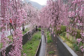 旧袋川（しだれ桜）