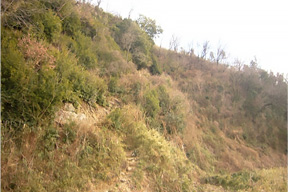 三ツ葉つつじ自生地