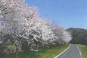 ウォーキングトレイル（桜づつみ）