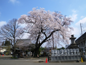 宗源寺とエドヒガンザクラ