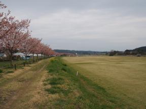 荒川桜づつみ