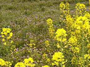 千本松牧場の四季菜園